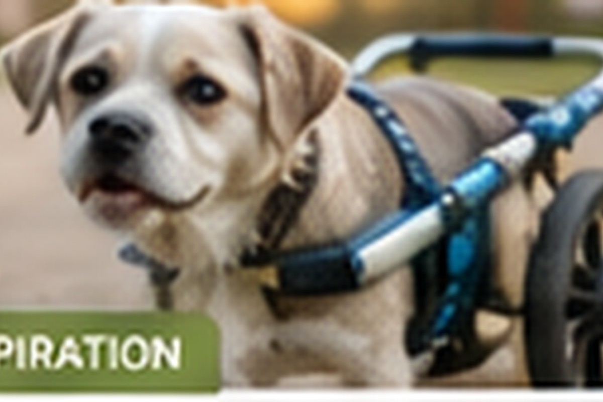 A Practical Home Setup for a Special-Needs Dog