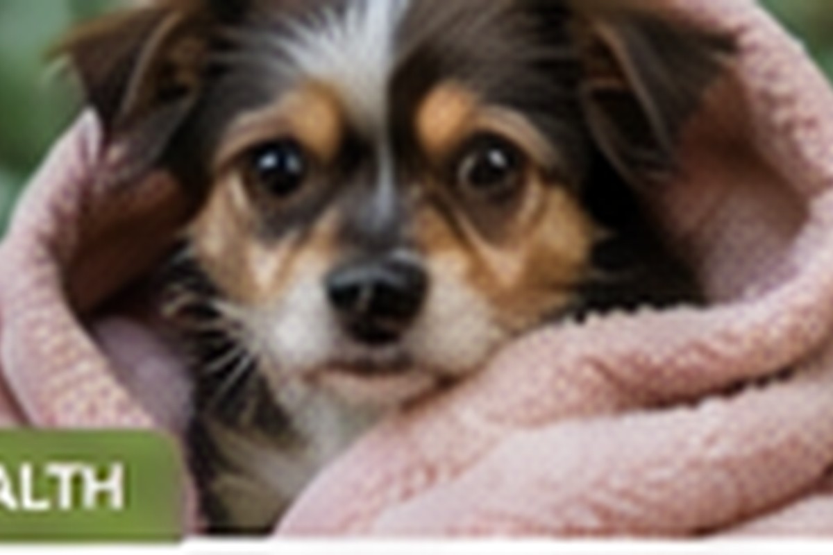 Senior Rescue Dogs: Small Home Changes That Add Comfort