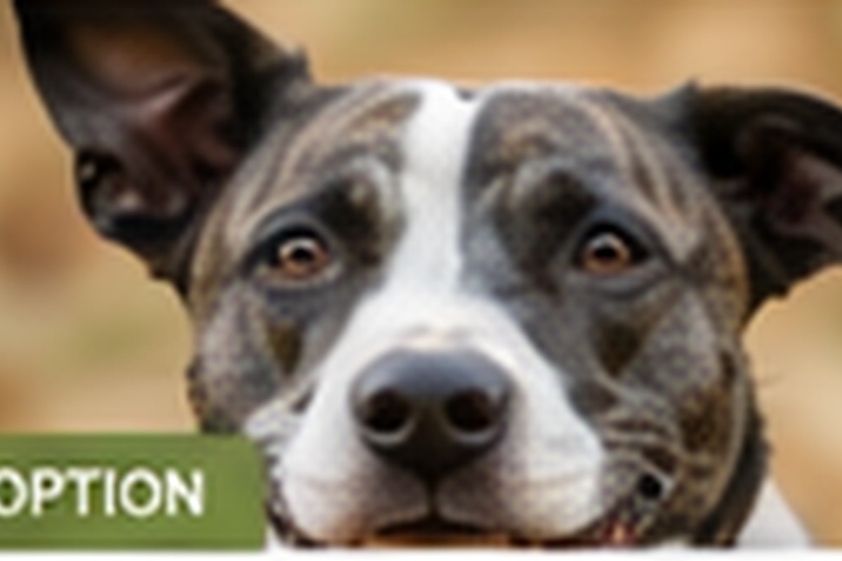Cold-Weather Walks for Rescue Dogs: Comfort Before Distance